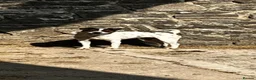 Jack Russell dogs for sale: 5 Jack Russel Puppy’s  - Advert 7