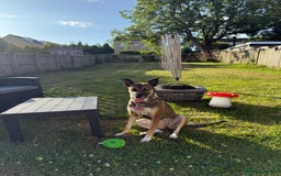 Mixed Breed dogs for sale: 3 year old malinois cross - Belle  - Image 3