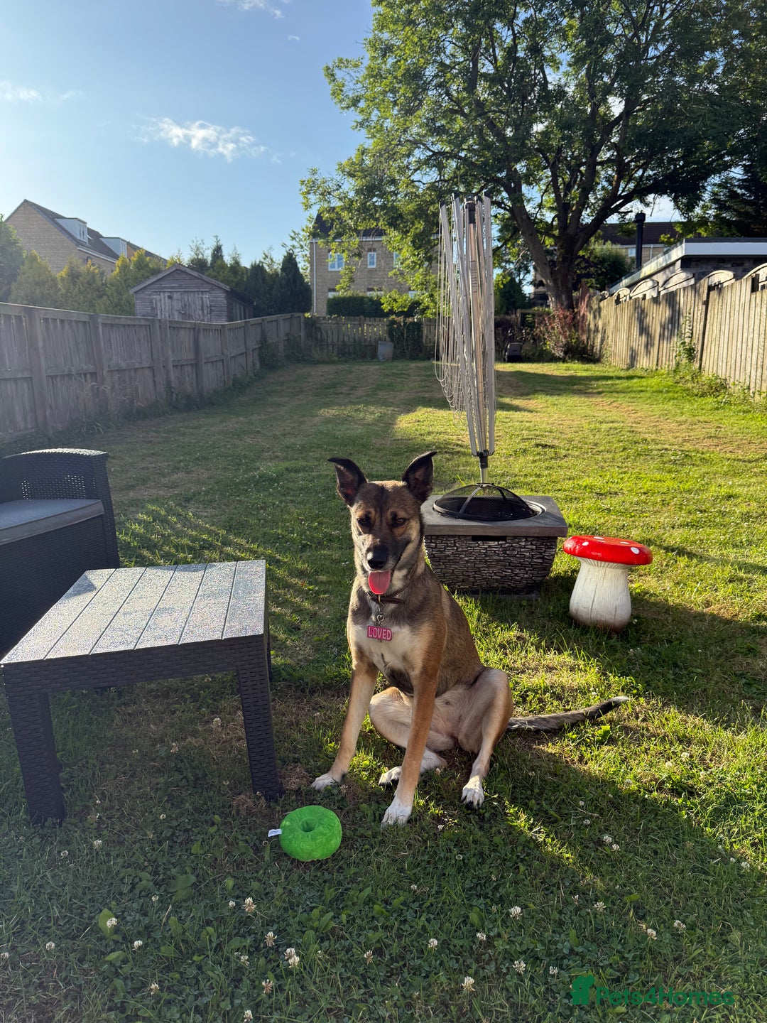 Mixed Breed dogs for sale: 3 year old malinois cross - Belle  - Image 3