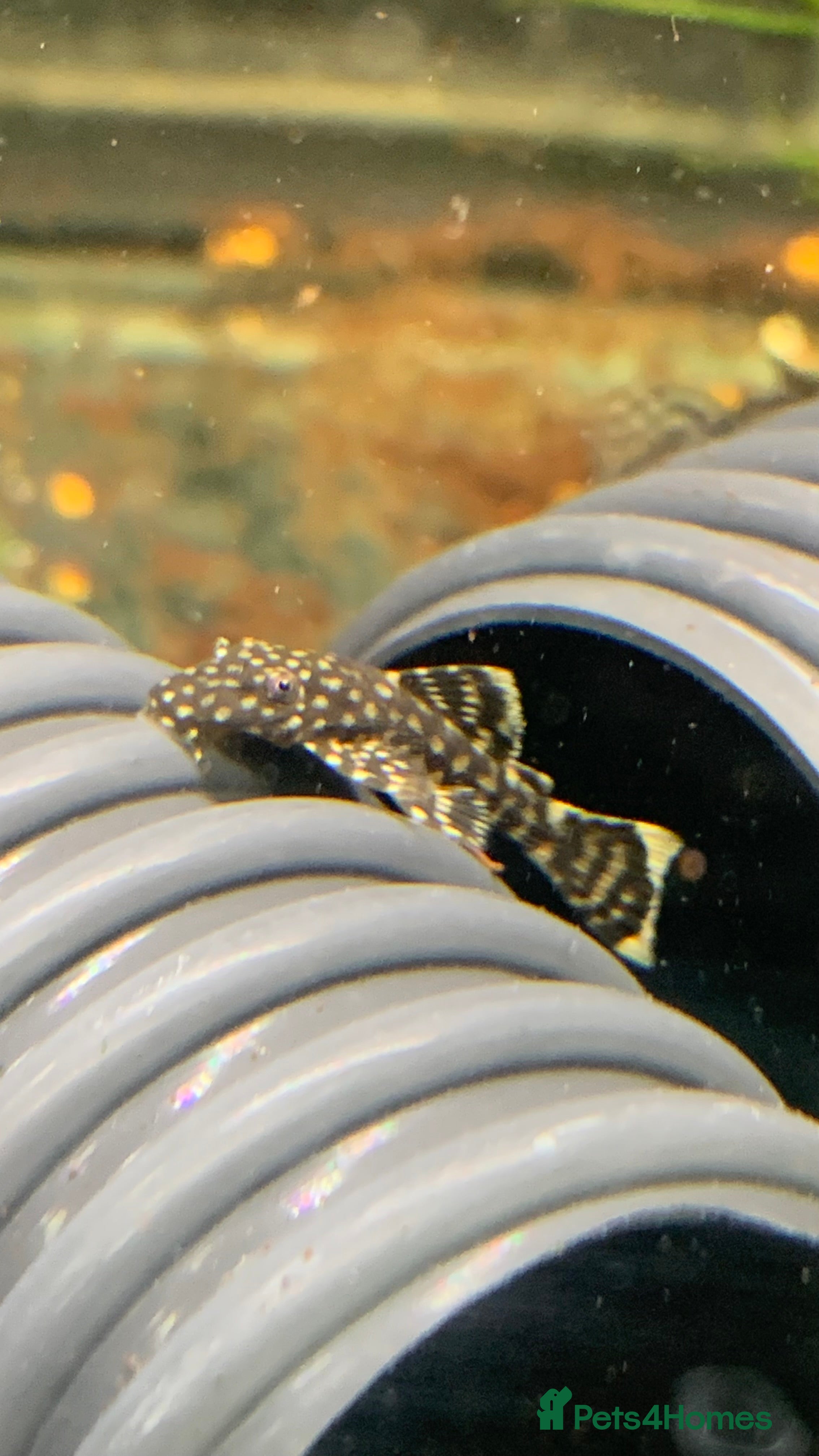 Plecos fish Bristle nose pleco juvenile  - Advert 3