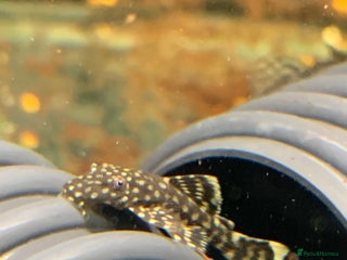 Plecos fish - Advert 7