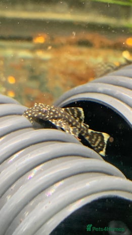 Plecos fish - Advert 8