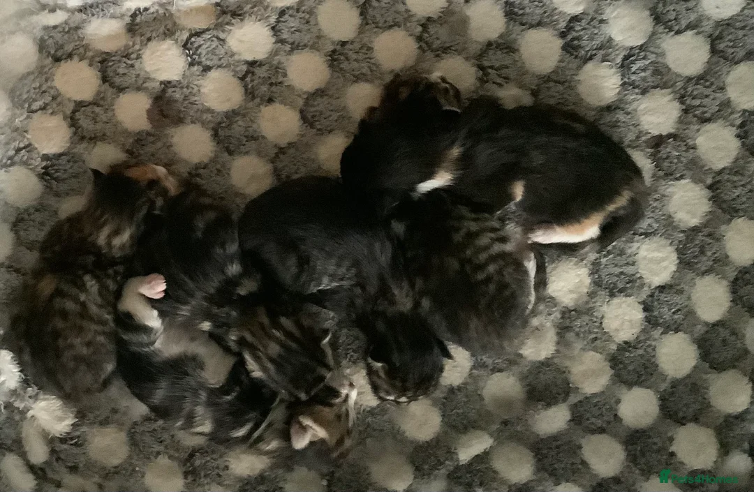 Maine Coon cats for sale: Mainecoon Cross  - Advert 3