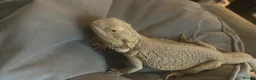 Bearded Dragon reptiles for sale: Bearded dragon  - Advert 2