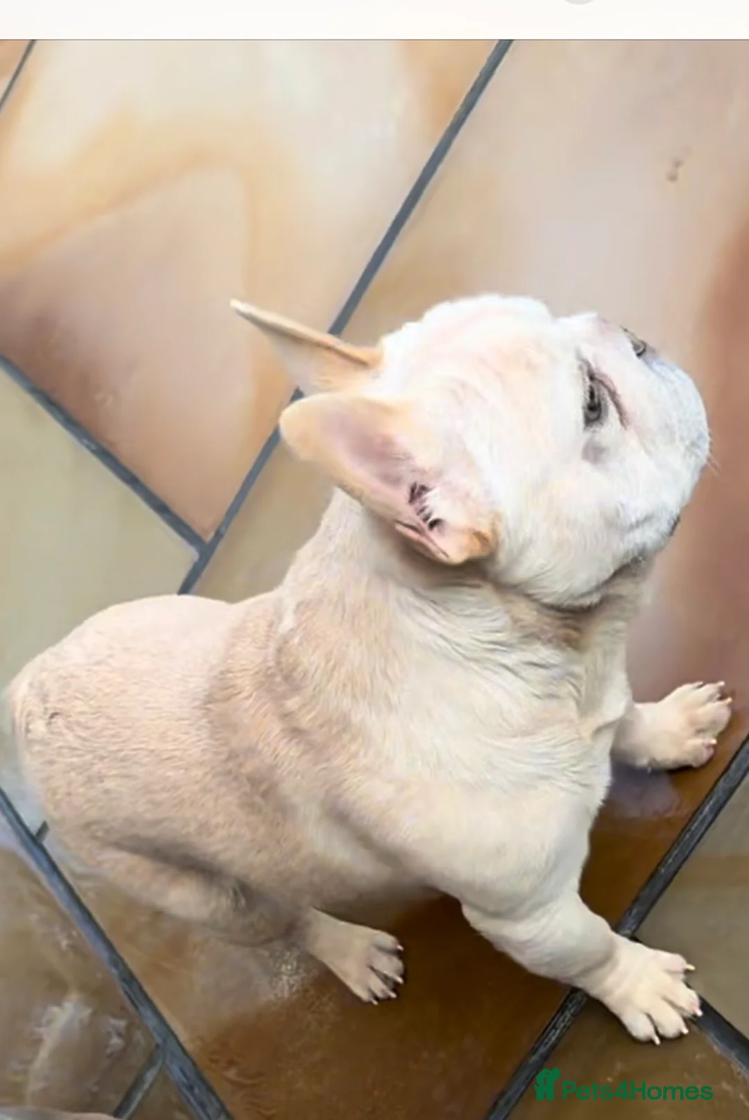 French Bulldog dogs for sale: French Bulldog Pair - Advert 2