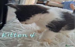 Mixed Breed cats for sale: 4 Stunning kittens for sale - Image 20