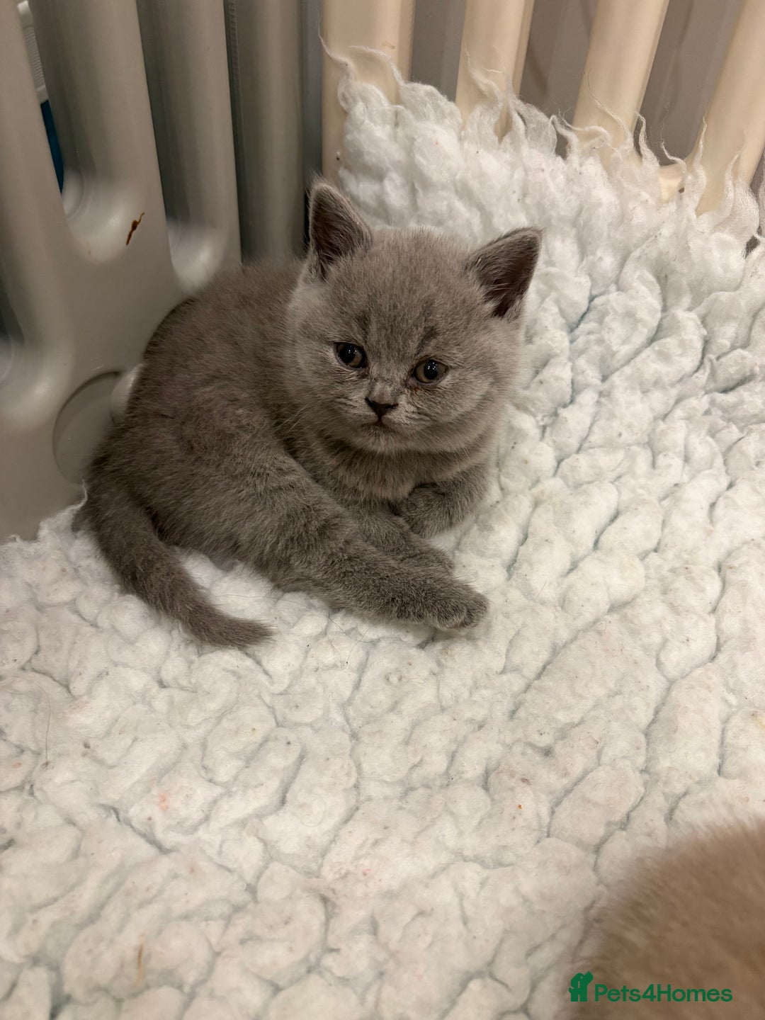 British Shorthair cats for sale: BSH kittens for sale from pedigree parents - Advert 31