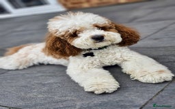 Cavapoo dogs for stud: White and Red Cavapoo - Image 4