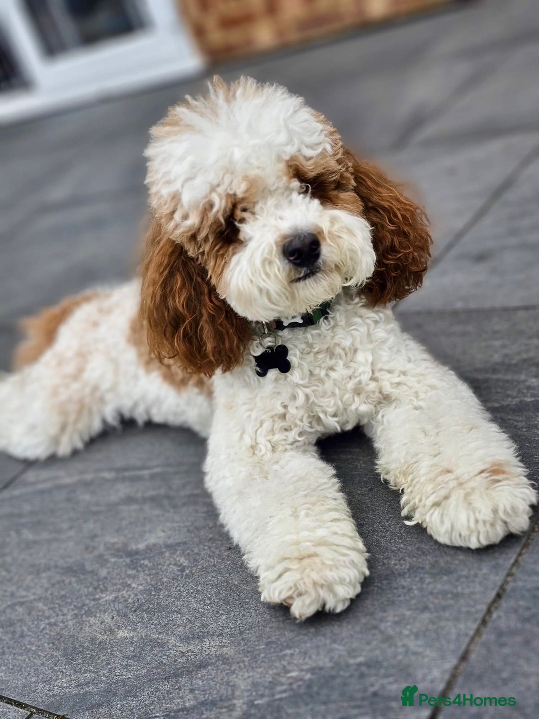 Cavapoo dogs for stud: White and Red Cavapoo - Image 4