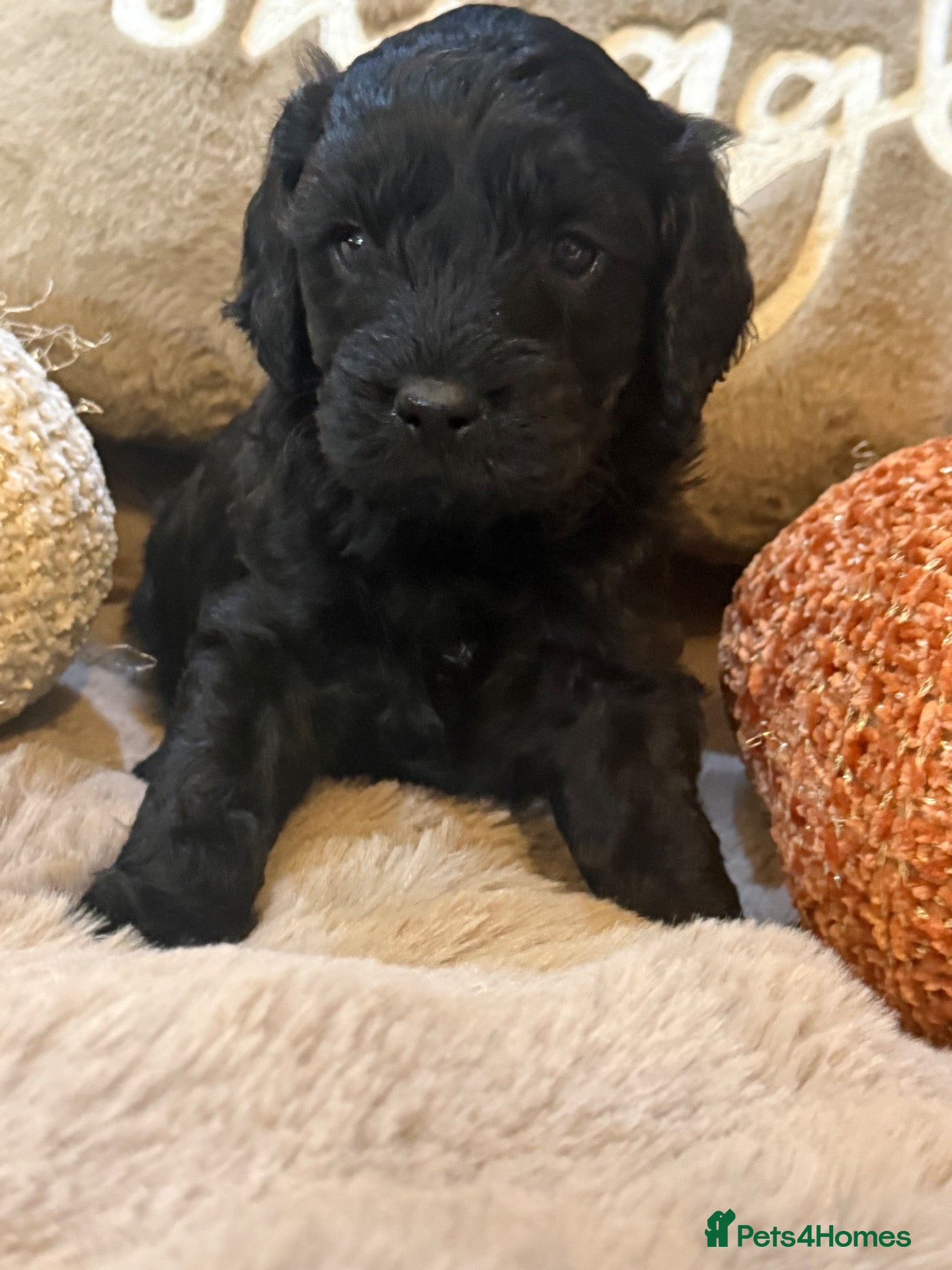 Cavapoo dogs Stunning coloured F1 Cavapoo Boys  - Advert 1