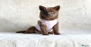 Mixed Breed dogs - Advert 9