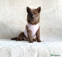 Mixed Breed dogs - Advert 9