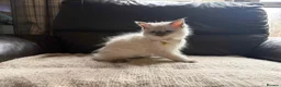 Ragdoll cats for sale: Six beautiful ragdoll kittens - Advert 8