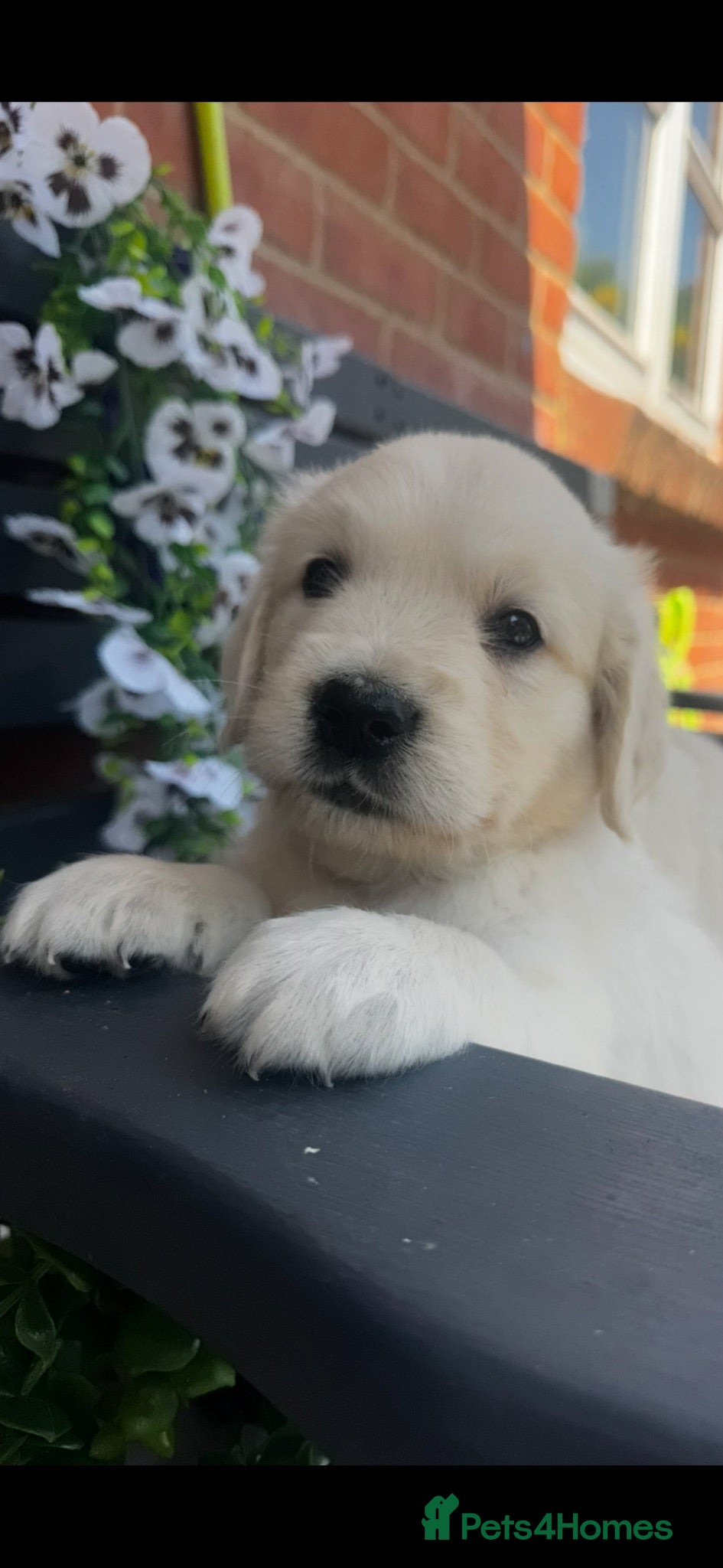 Golden Retriever dogs 9 exceptional Golden retriever  - Advert 2