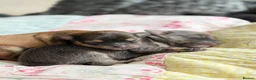 Chorkie dogs for sale: Miniature Chorkie Boys - Advert 8