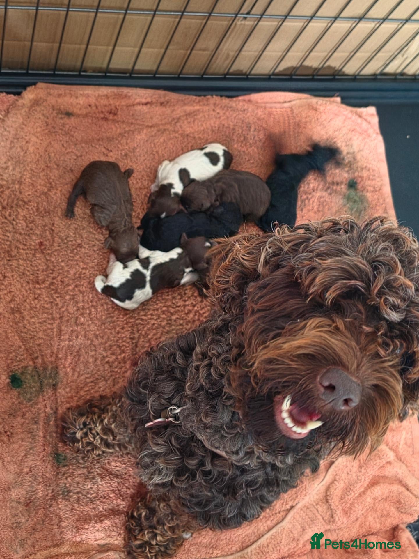 Cockapoo dogs Cockapoo puppies - Advert 3