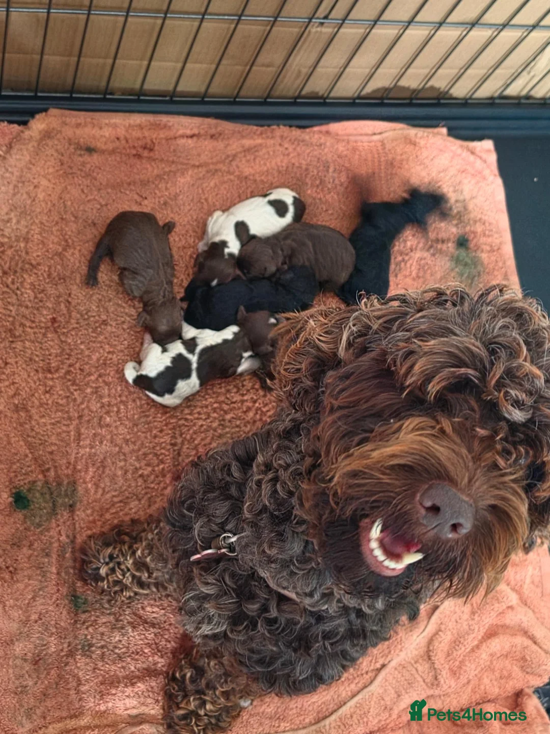 Cockapoo dogs for sale: Cockapoo puppies - Advert 2