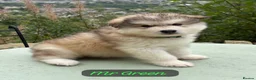 Alaskan Malamute dogs for sale: READY NOW Champion line KC Alaskan Malamute Pups  - Advert 22