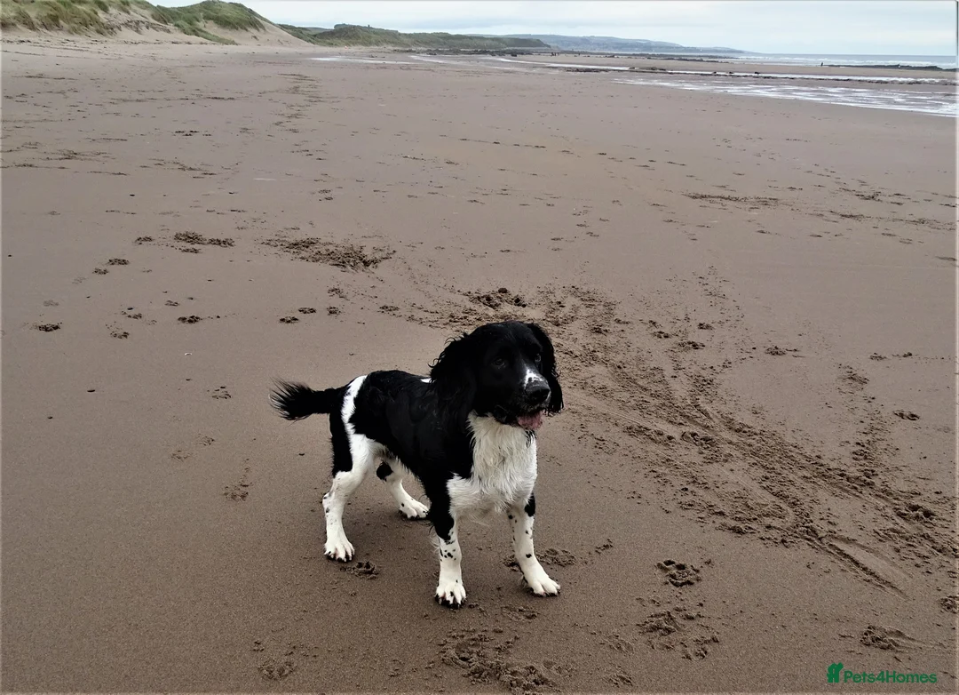 English Springer Spaniel dogs for stud: Stunning KC Stud, Proven, Health and DNA Tested. in Wigan - Advert 9