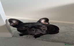 French Bulldog dogs for sale: Luna the Frenchie *FREE* - Image 8