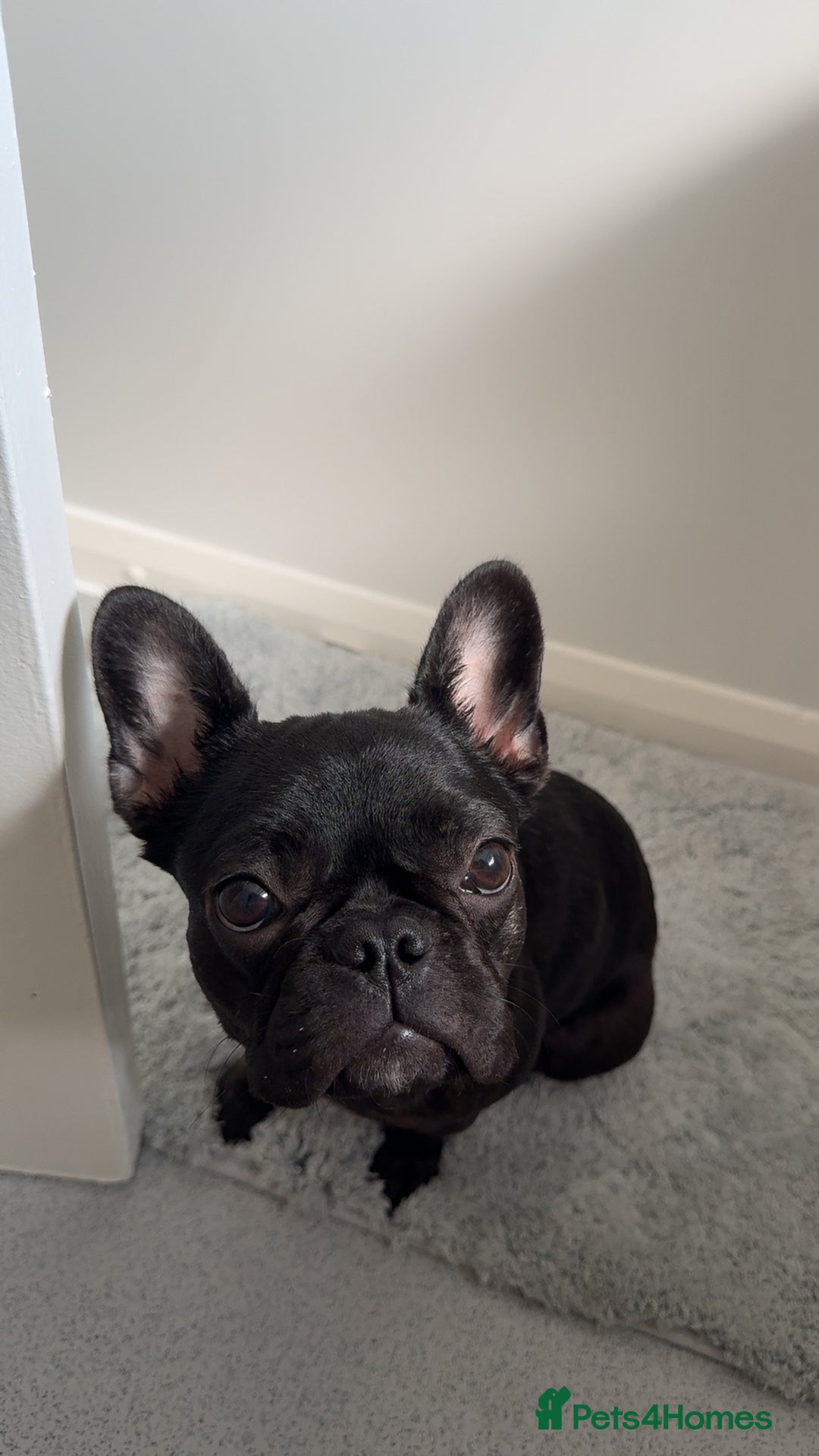 French Bulldog dogs for sale: Luna the Frenchie *FREE* - Image 8