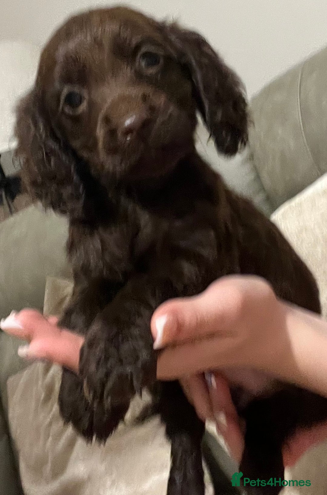 Cocker Spaniel dogs for sale: Cocker spaniel  - Image 20
