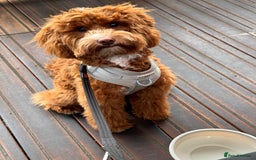 Mixed Breed dogs for sale: F1B mini goldendoodle for sale to good home - Image 7