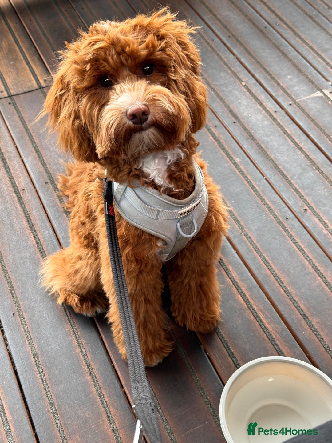 Mixed Breed dogs for sale: F1B mini goldendoodle for sale to good home - Image 7