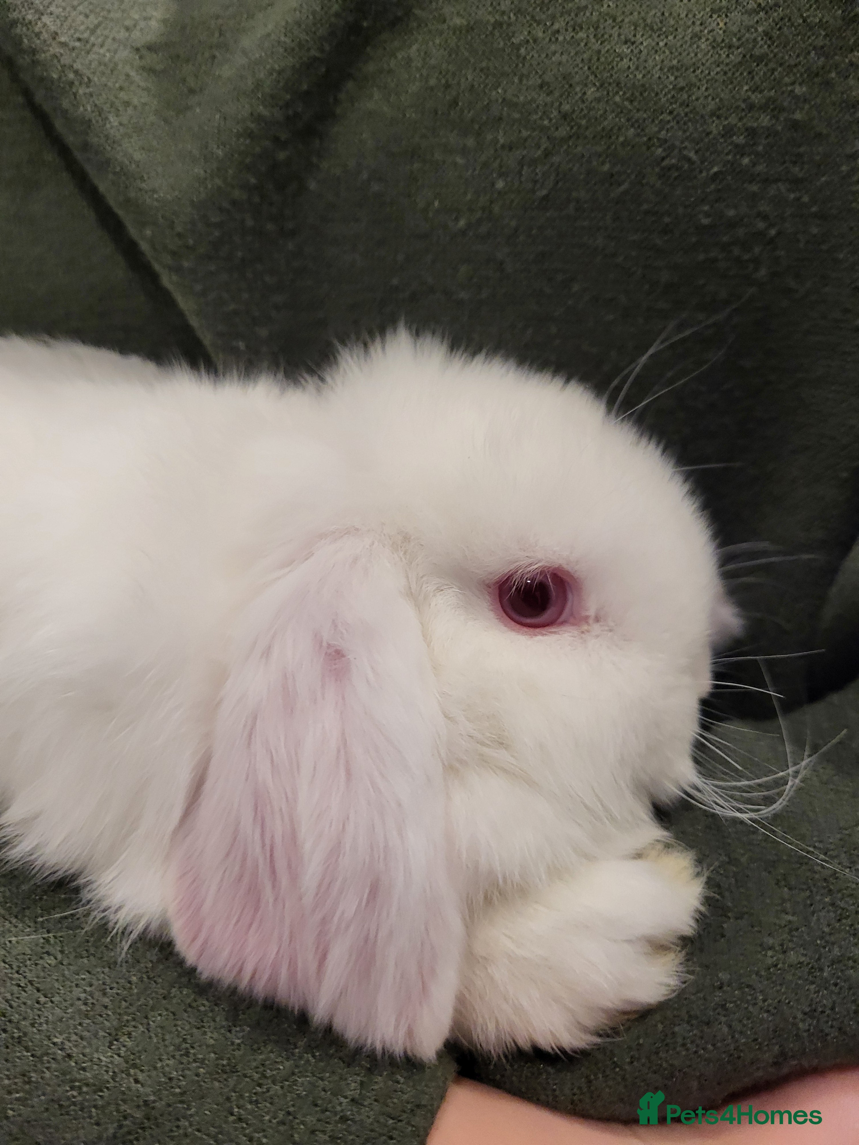 Mini Lop rabbits Mini Lop Bunnies *1 remaining*Ready to Leave - Advert 9