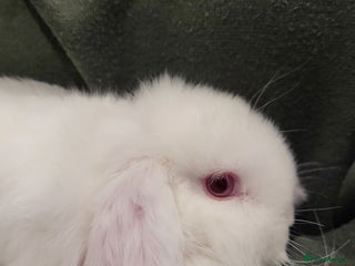 Mini Lop rabbits Mini Lop Bunnies *1 remaining*Ready to Leave - Advert 10
