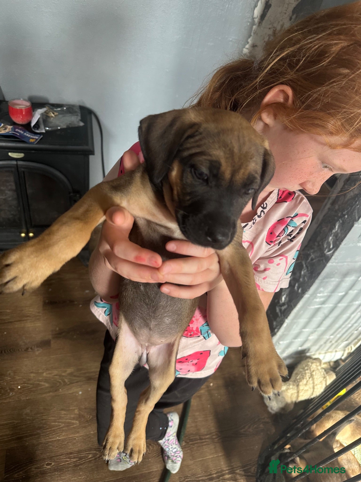 Mixed Breed dogs Puppy’s  - Advert 2