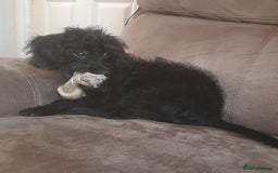 Mixed Breed dogs for sale: Miniature poodle x cockapoo - Image 2