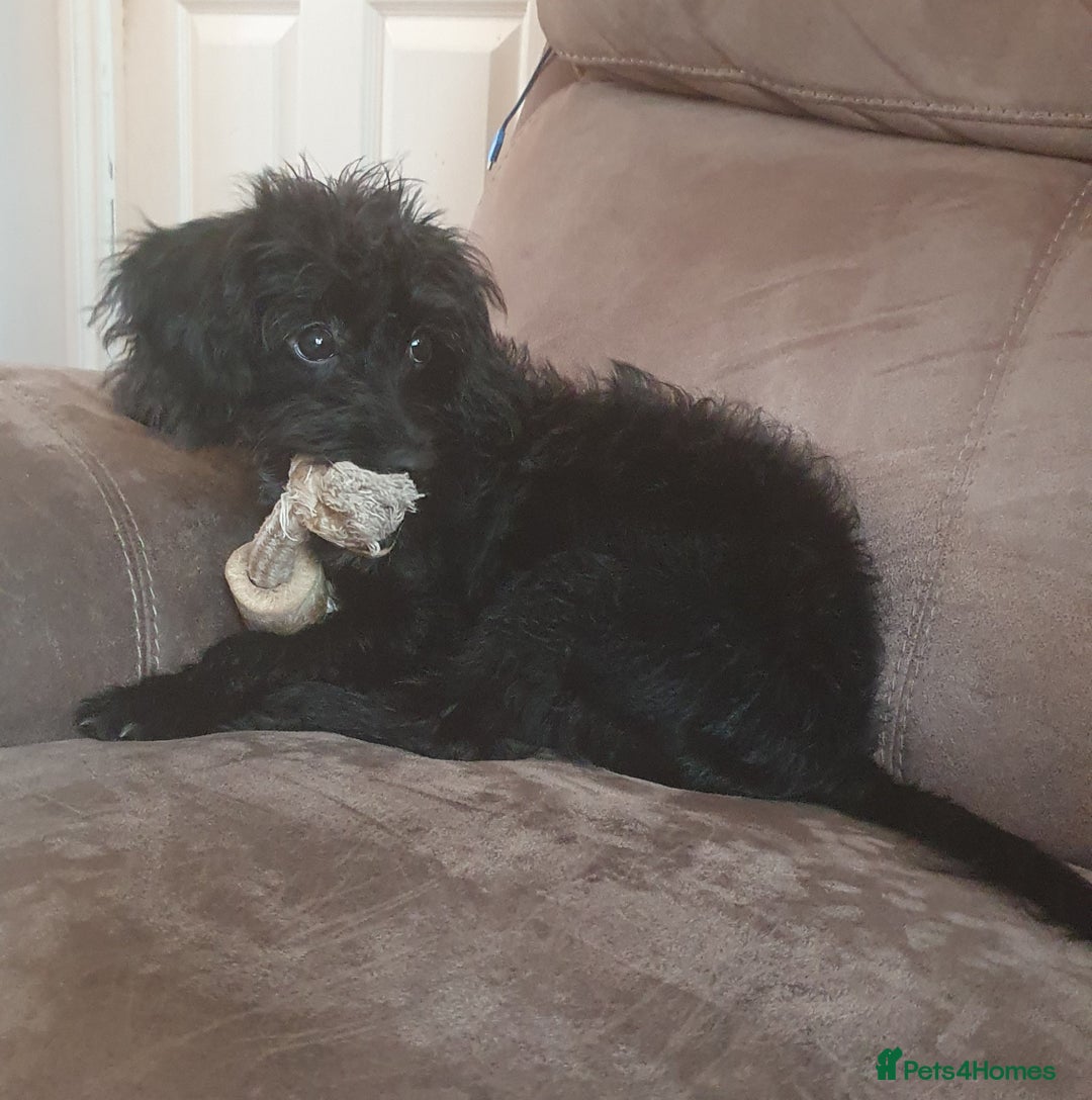 Mixed Breed dogs for sale: Miniature poodle x cockapoo - Image 2
