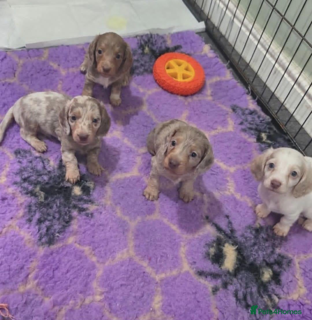 Miniature Dachshund dogs Miniature Longhaired Dachshunds - Advert 7