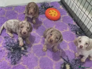 Miniature Dachshund dogs Miniature Longhaired Dachshunds - Advert 7