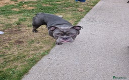 Mixed Breed dogs for sale: 7 month old QUALITY ENGLISH BULLDOG - Image 7