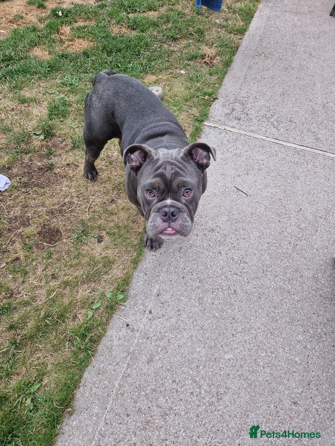 Mixed Breed dogs for sale: 7 month old QUALITY ENGLISH BULLDOG - Image 7