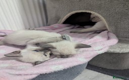Siamese cats for sale: Your Heart Will Melt! Amazing Siamese Kittens! - Image 2