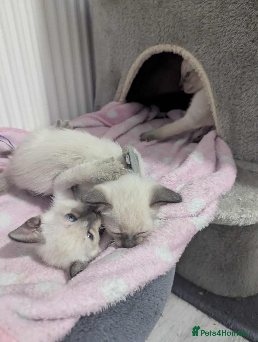 Siamese cats for sale: Your Heart Will Melt! Amazing Siamese Kittens! - Image 2