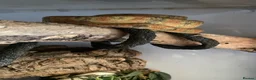 Boa Snake reptiles for sale: Amazon tree boa for sale in Wokingham - Advert 4