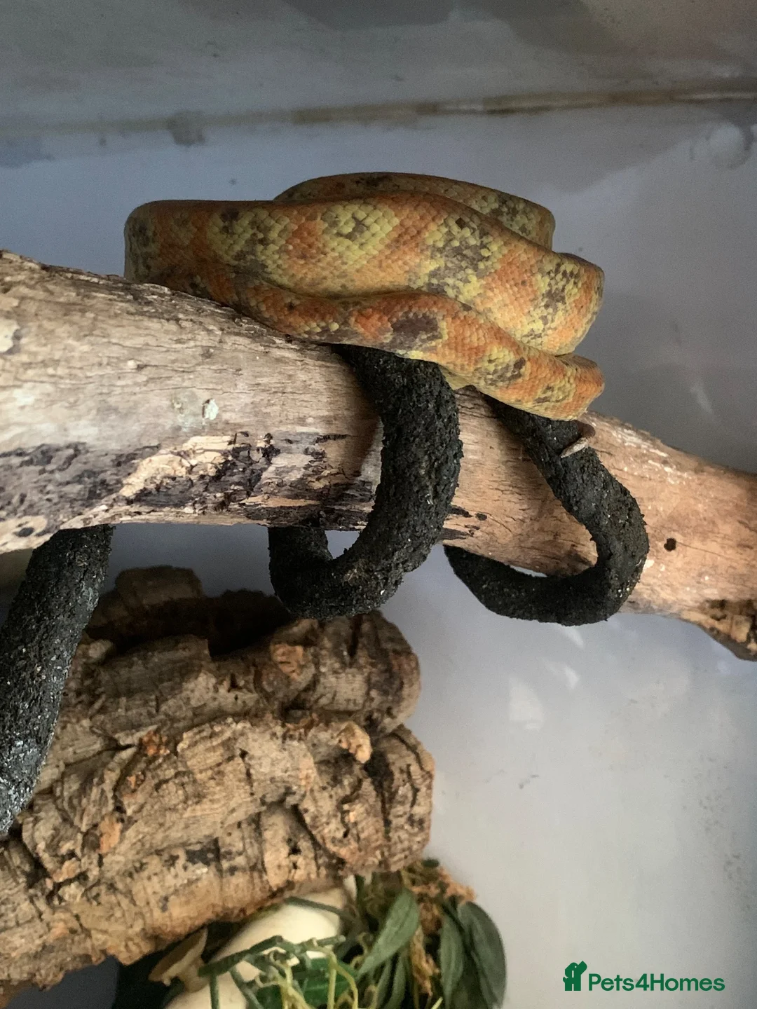 Boa Snake reptiles for sale: Amazon tree boa for sale in Wokingham - Advert 4