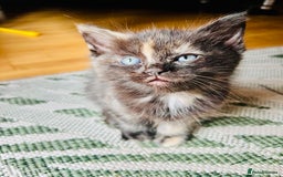 Ragdoll cats for sale: Beautiful coat Mink Ragdoll X British Short hair - Image 1