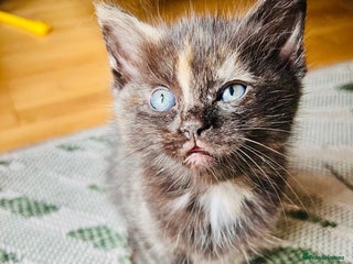 Ragdoll cats for sale - Advert 1