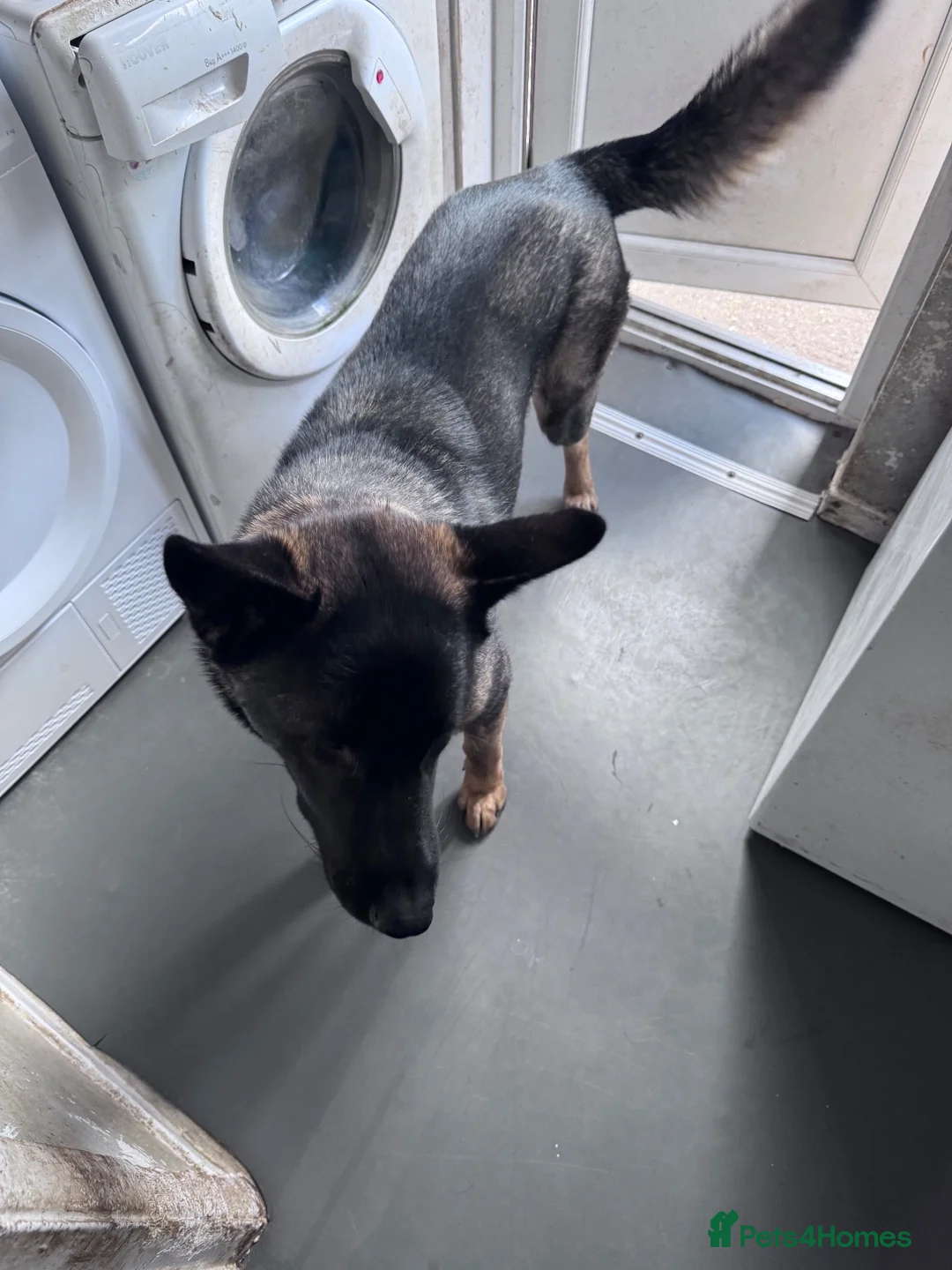 Mixed Breed dogs for sale: American Akita x German shepherd  - Advert 2