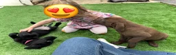 Labrador Retriever dogs for sale: Beautiful lab puppy’s ready to go - Advert 4