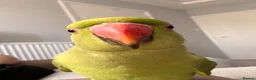 Ringnecks birds for sale: Jezza The Indian Ringneck in Ipswich - Advert 5