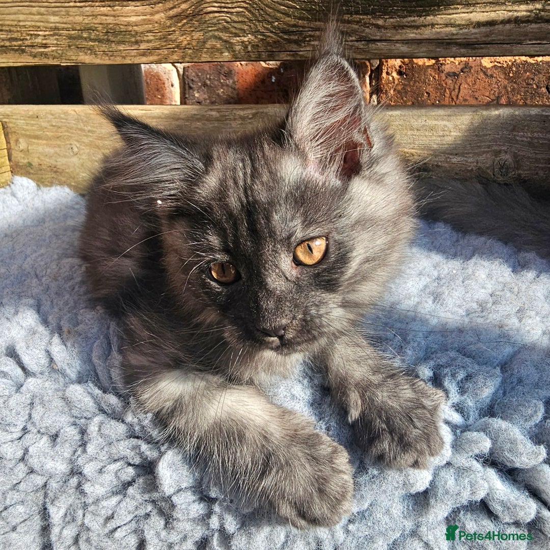 Maine Coon cats for sale: *PRICE DROP* ONLY 1 GIRL LEFT!!! *READY NOW* GCCF! in Alfreton - Image 18
