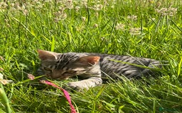 Ocicat cats for sale: Ocicat Kittens Available in Aberdeenshire in Alford - Image 9