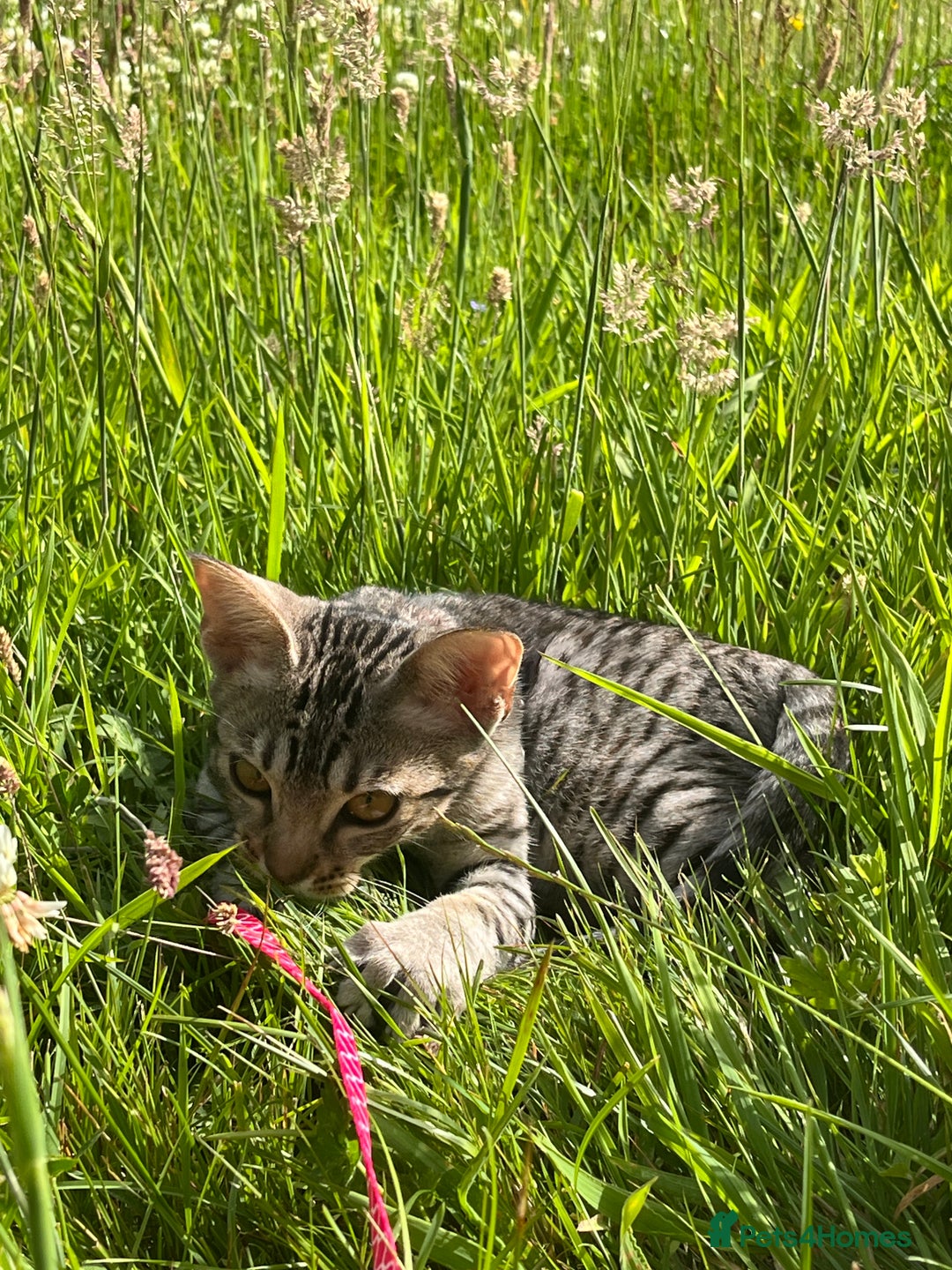 Ocicat cats for sale: Ocicat Kittens Available in Aberdeenshire in Alford - Image 9