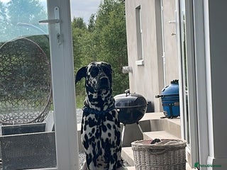 Dalmatian dogs Proven Dalmatian in Northern Ireland in Castlewellan - Advert 7